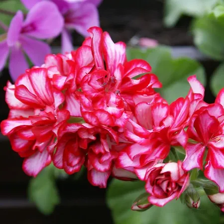 Vakantiehuis Ramsauer Sonnenalm *