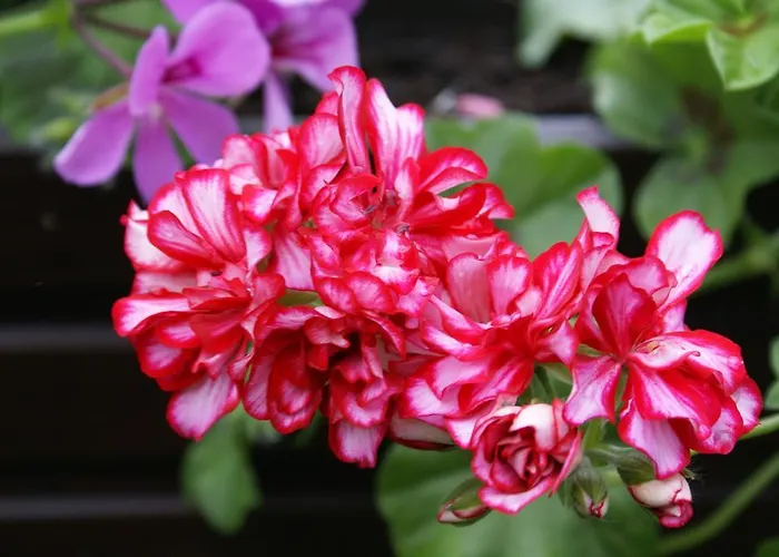 Casa vacanze Ramsauer Sonnenalm *